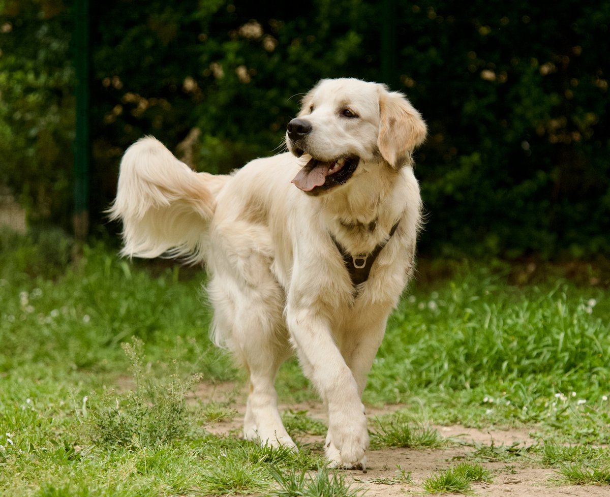 Cute and fluffy young golden retriever dog standing in a park.
