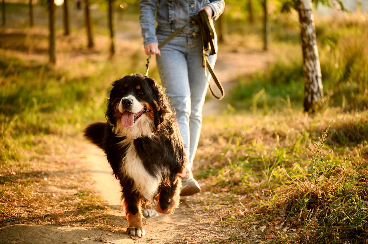 Woman takes leisurely stroll through forest, walking her Bernese Mountain Dog at sunset. Professional dog walking concept.