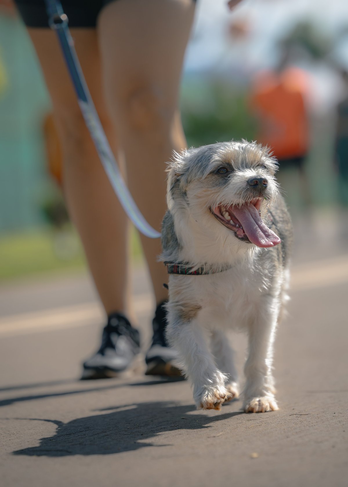 Border Terrier on a leash during a walk with its tongue sticking out.
