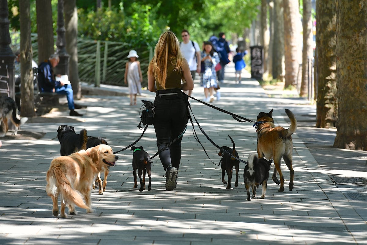 Professional female pet sitter walking a dog in a neighborhood