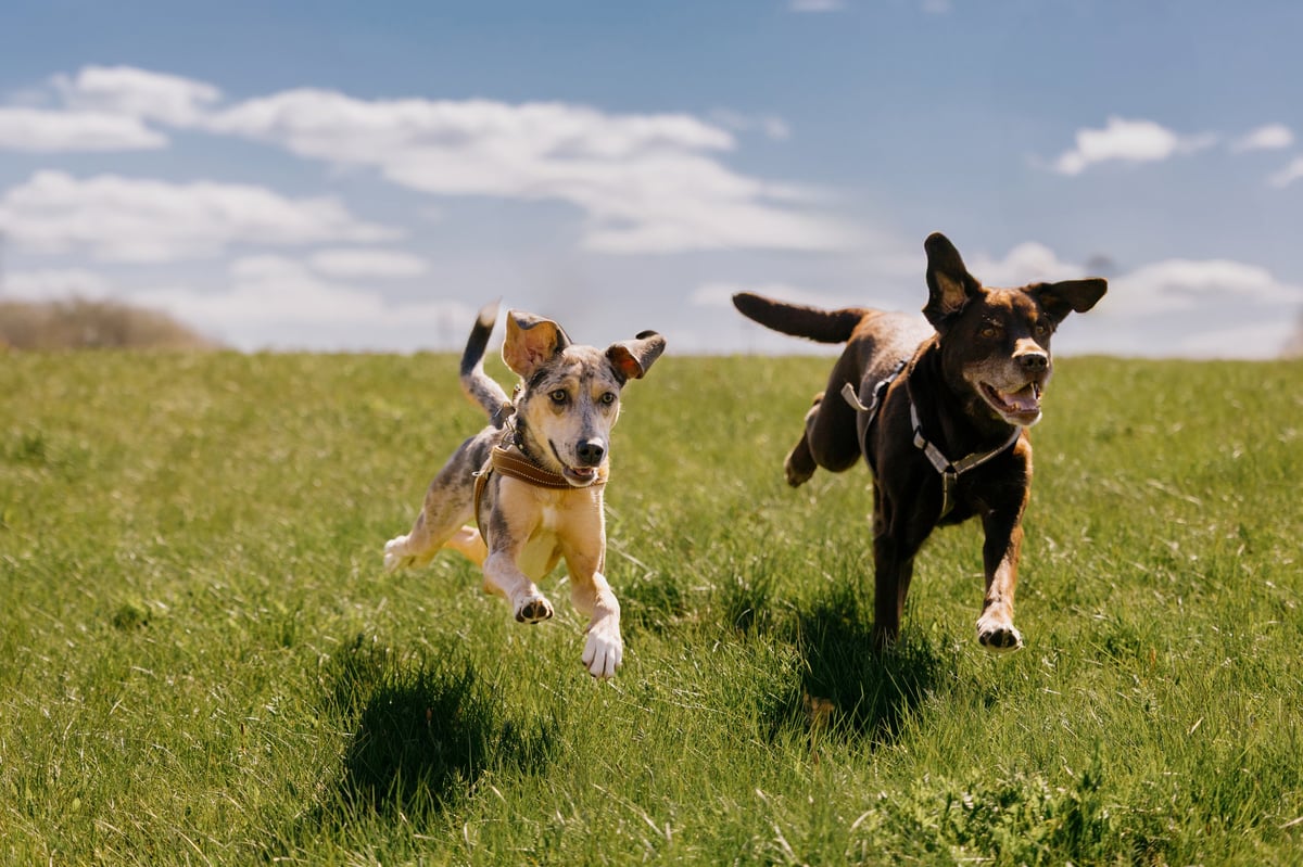 Two happy dogs running across a field against blue sky, enjoying themselves on a walk