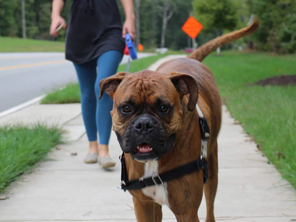 Walking dog on leash