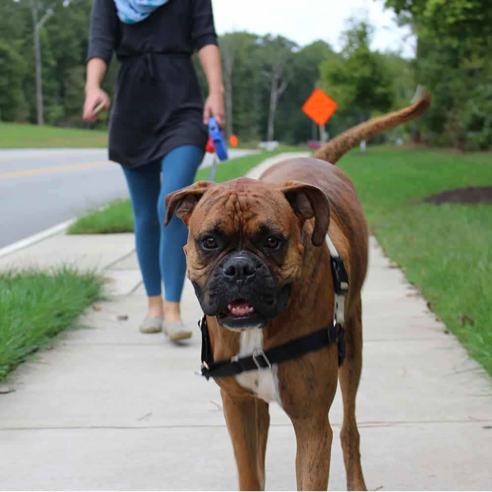 Walking dog on leash