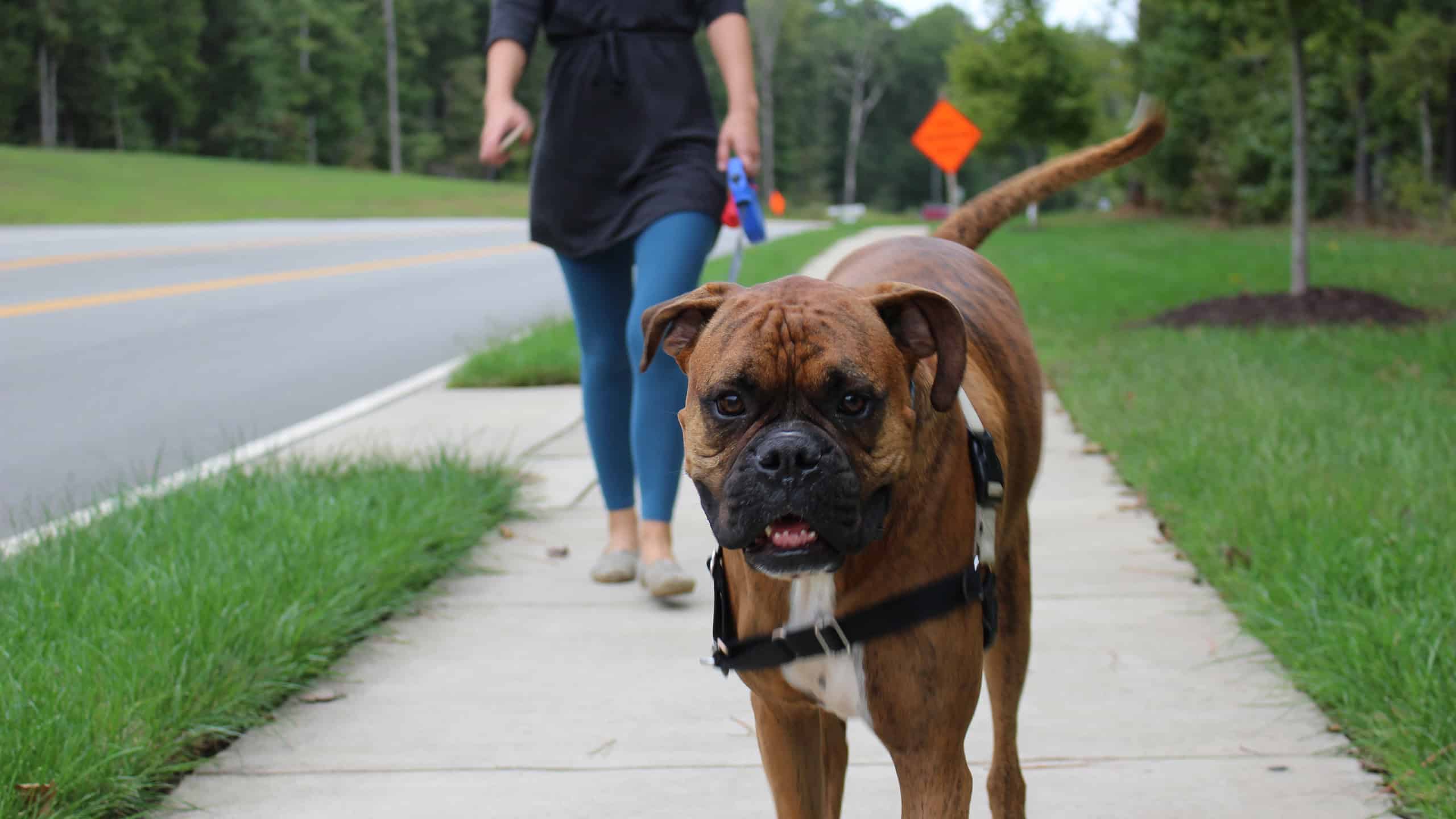 Chief bark officer walking dog