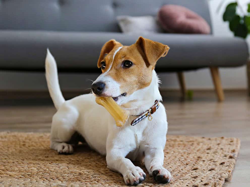 Dog with bone