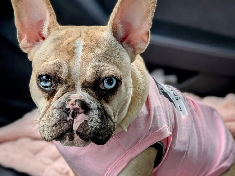 French Bulldog in pink sweater – Walk This Way Pet Care