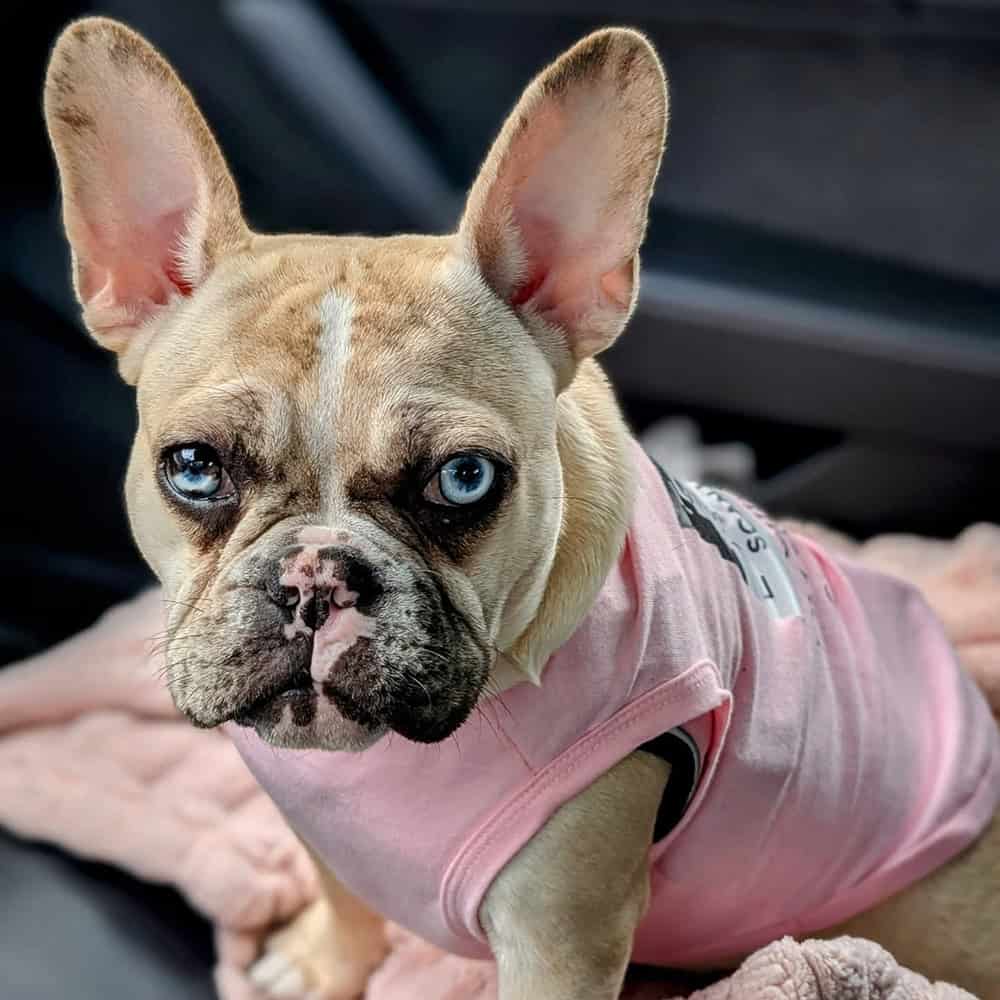 French Bulldog in pink sweater – Walk This Way Pet Care