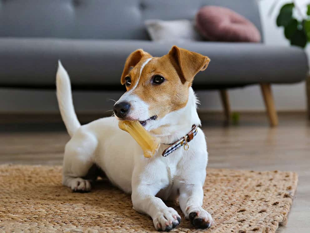 dog with bone laying down