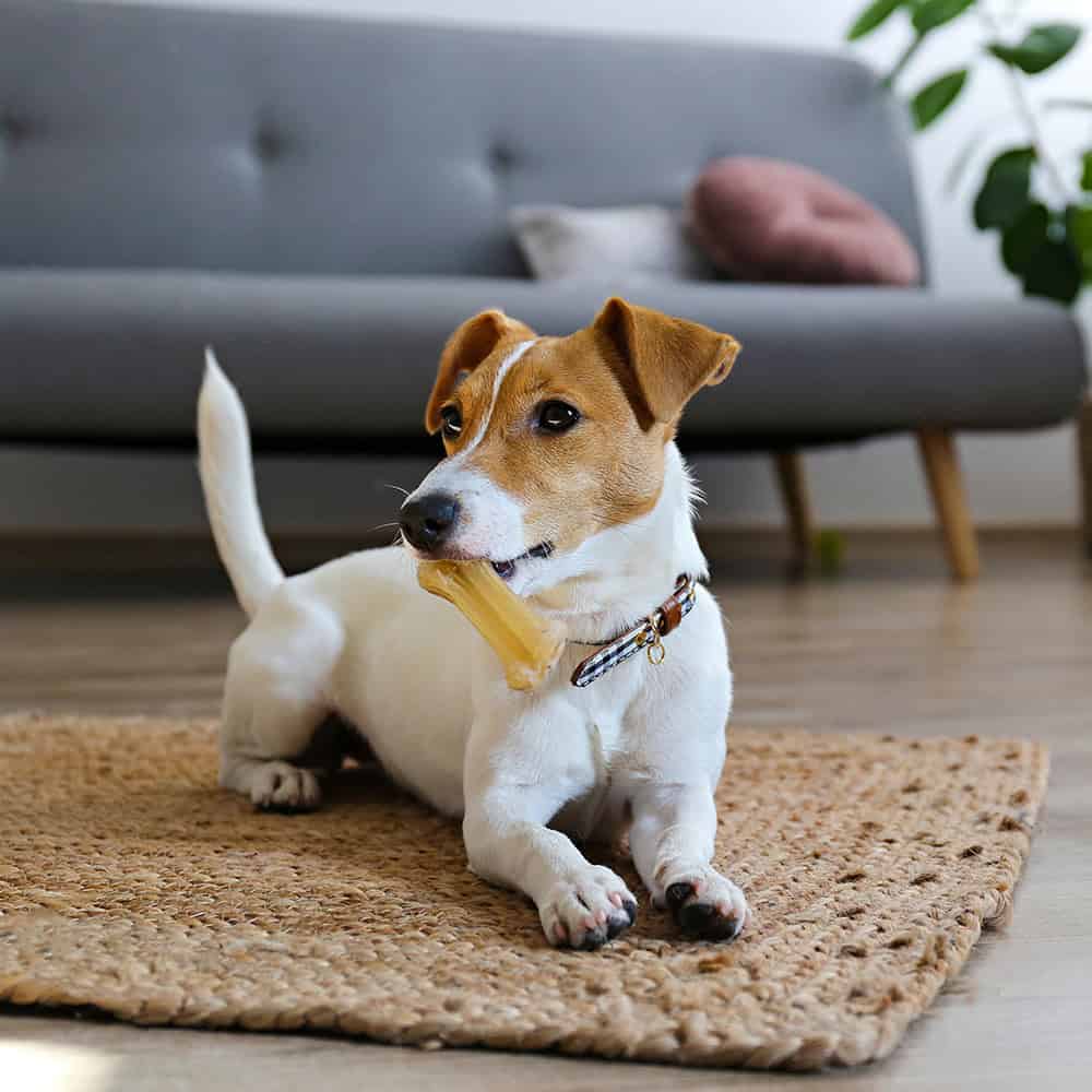 dog with bone laying down