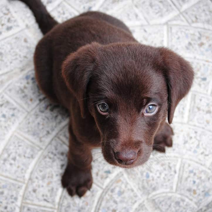 Puppy