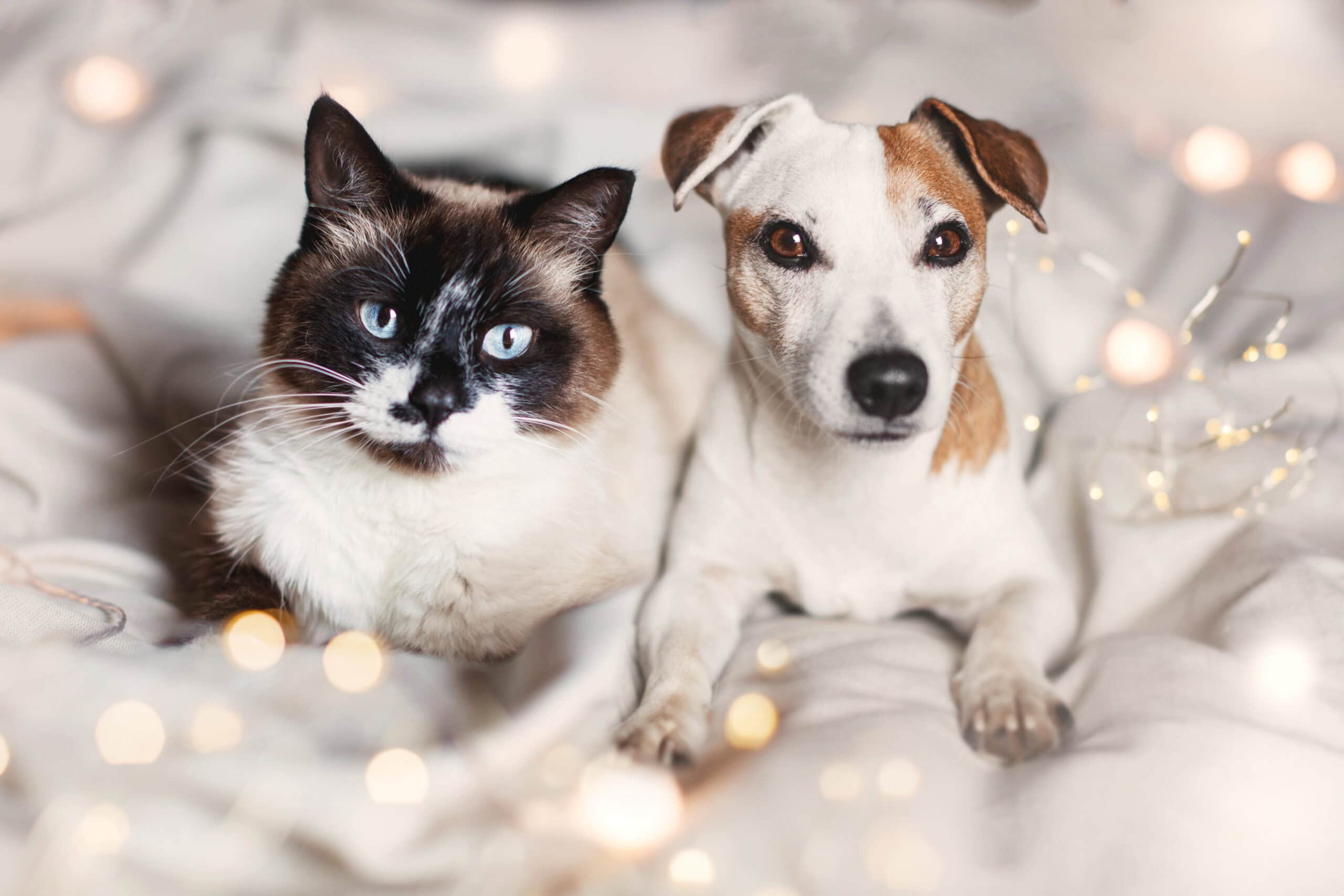 Cat and dog lying on the bed together