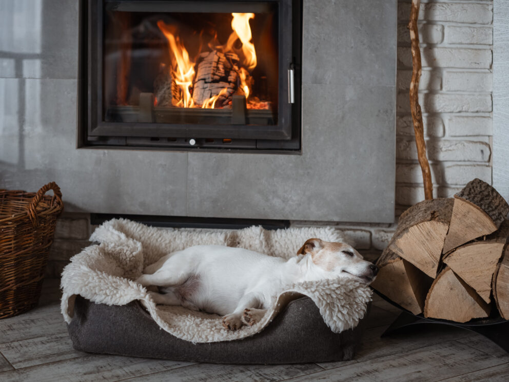 A Jack Russell Terrier dog sleeps on a rug